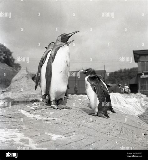 1960 penguin